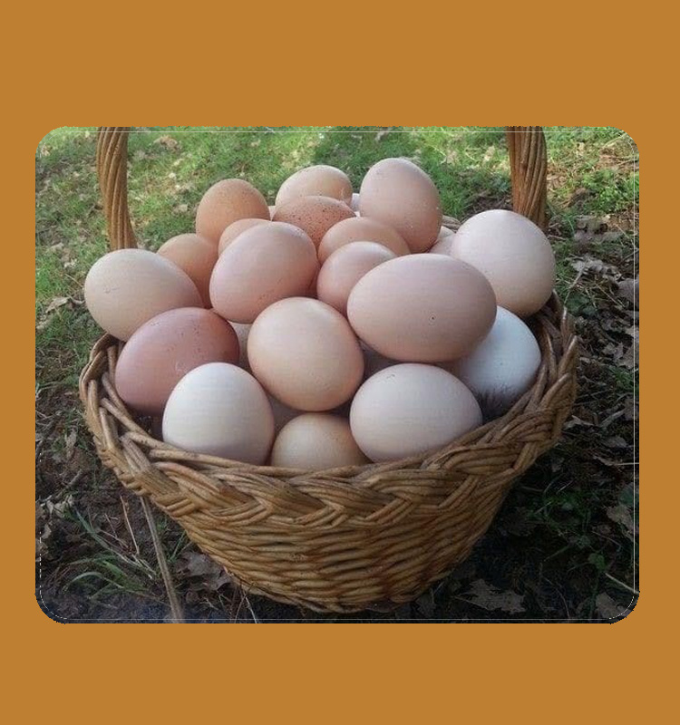 EggBoost для несучок